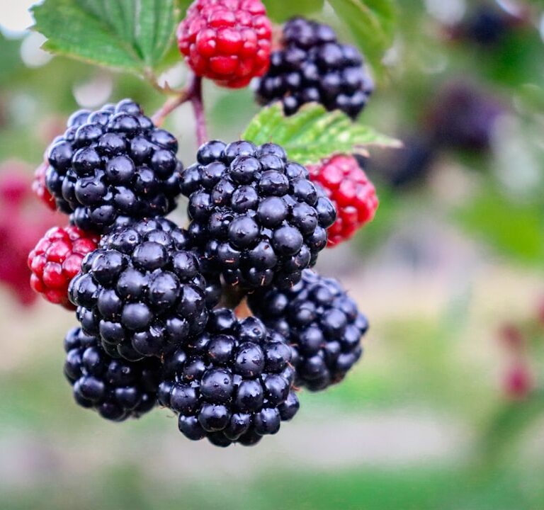 Brombeeren Natur Allianz