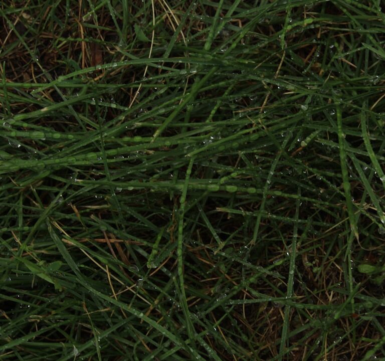 Bärenfellgras Natur Allianz