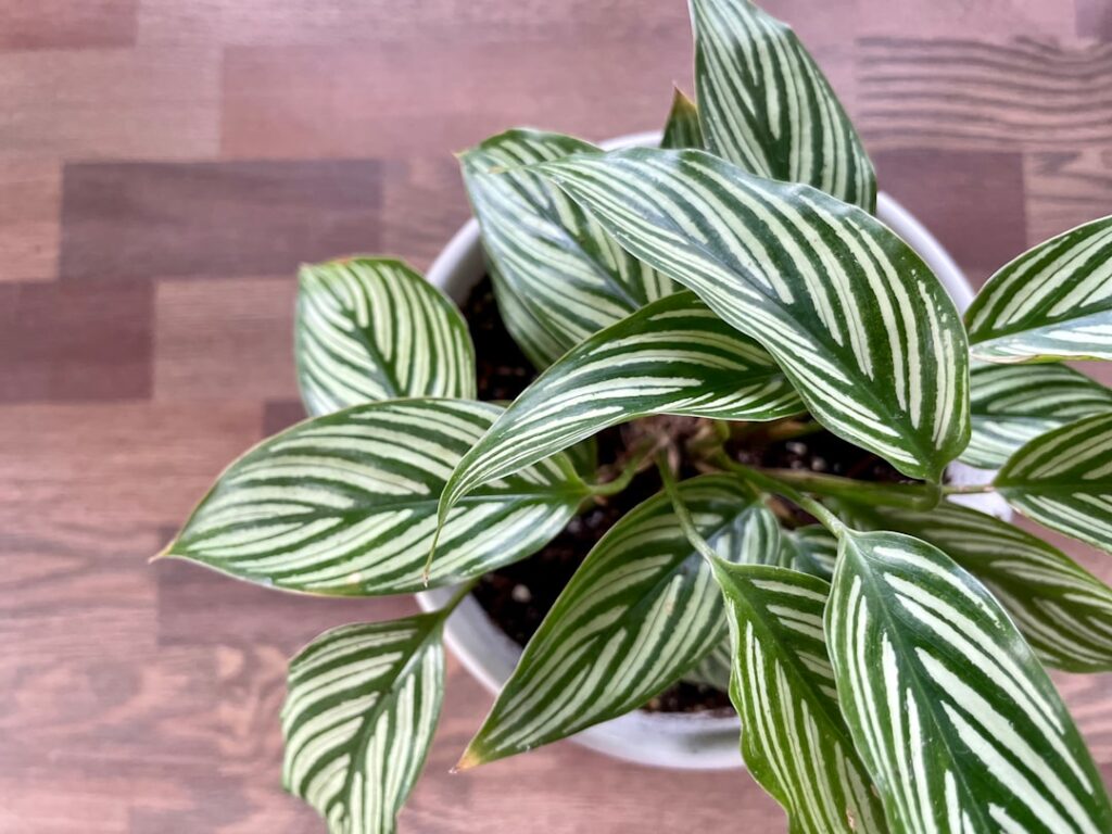 Calathea Natur Allianz