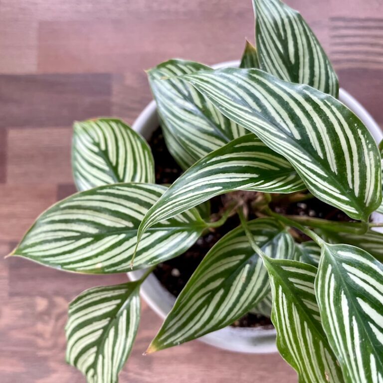 Calathea Natur Allianz