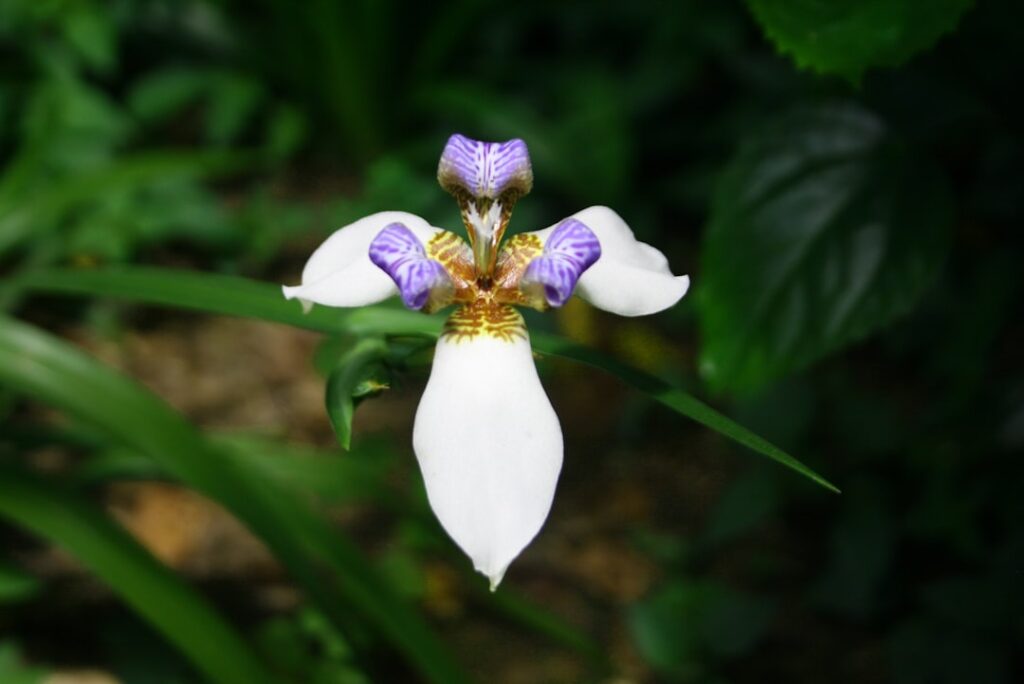 Cattleya Natur Allianz