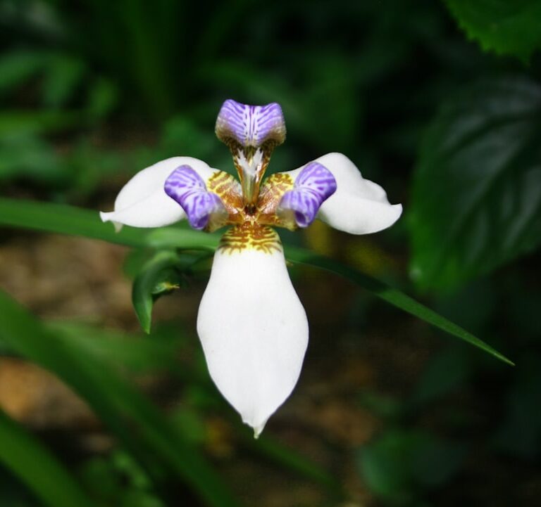 Cattleya Natur Allianz