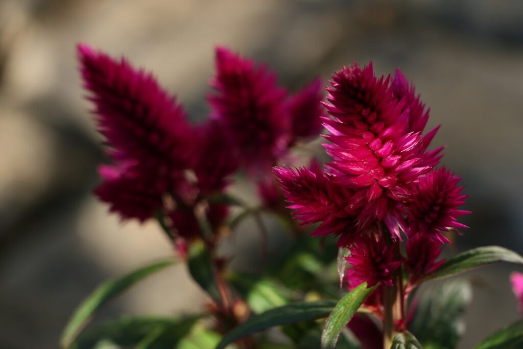 Celosia Natur Allianz