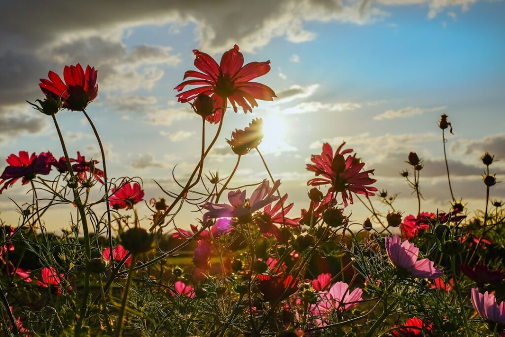 Cosmea Natur Allianz