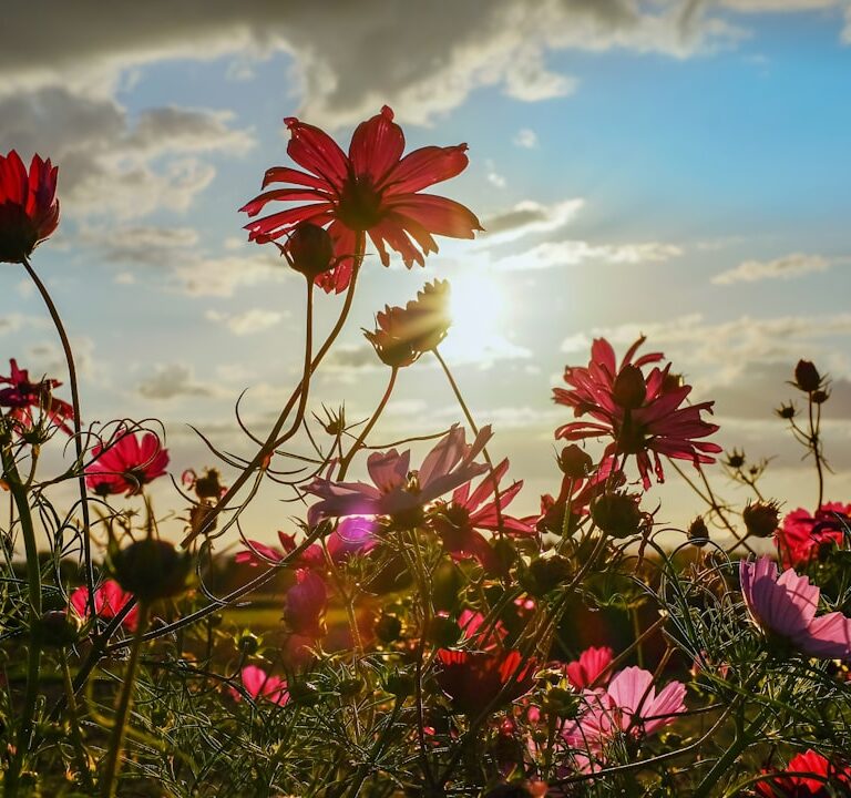 Cosmea Natur Allianz