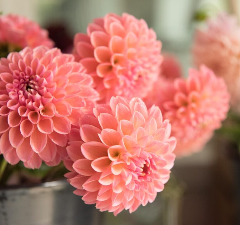 Dahlien Natur Allianz