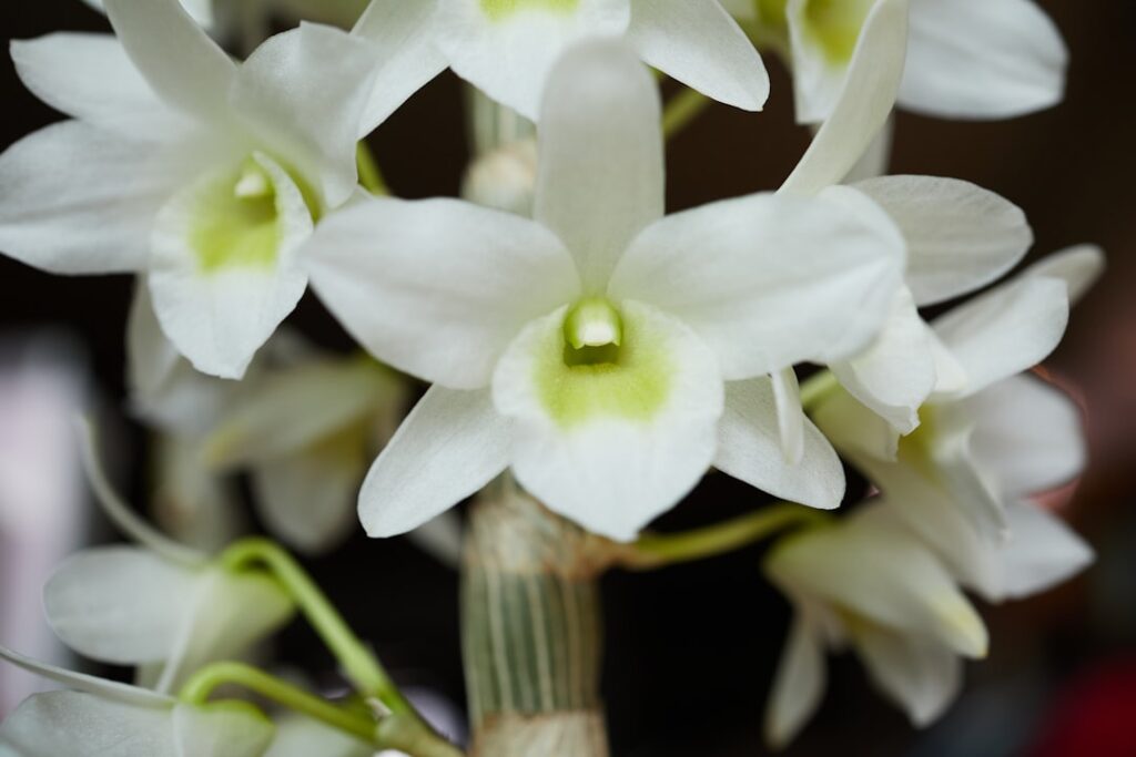 Dendrobium Natur Allianz