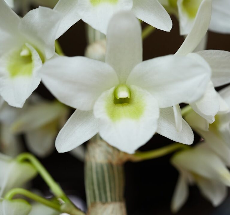 Dendrobium Natur Allianz