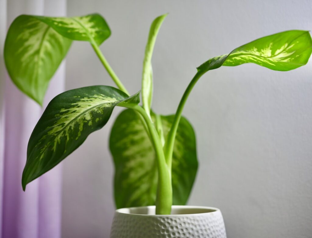Dieffenbachia Natur Allianz