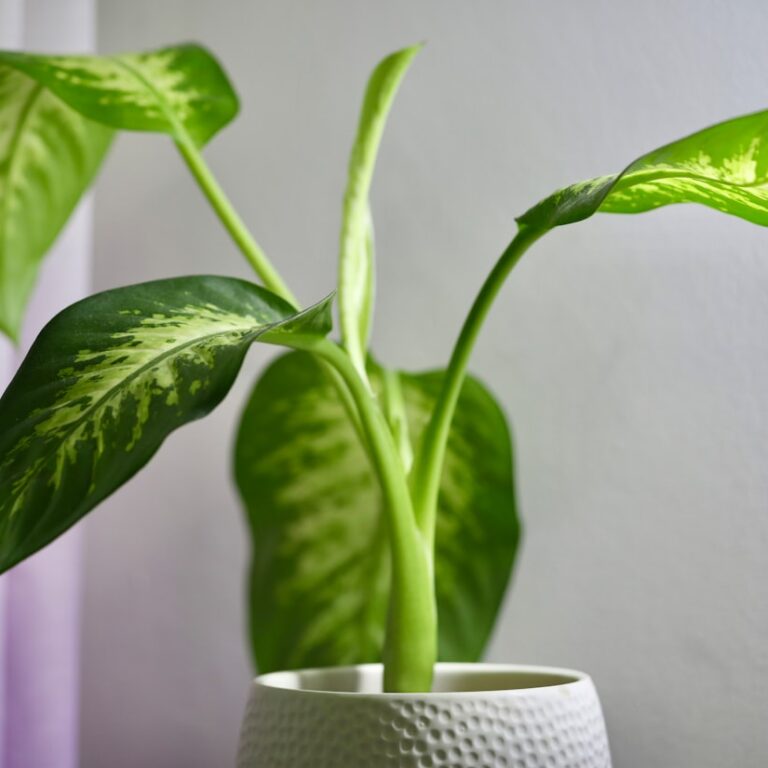 Dieffenbachia Natur Allianz