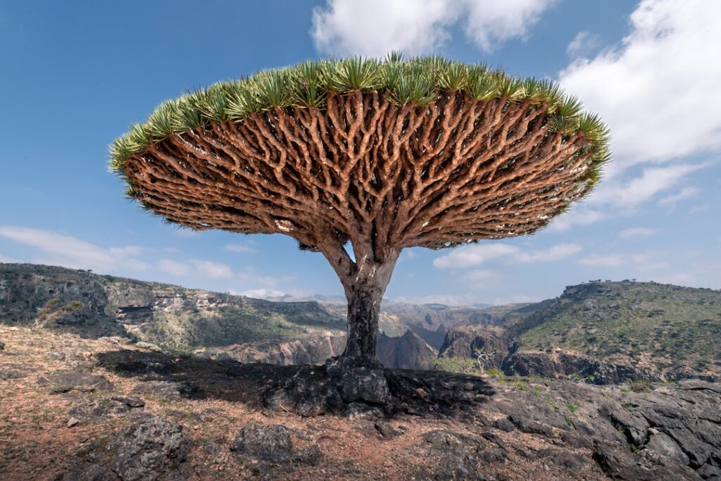 Drachenbaum Natur Allianz