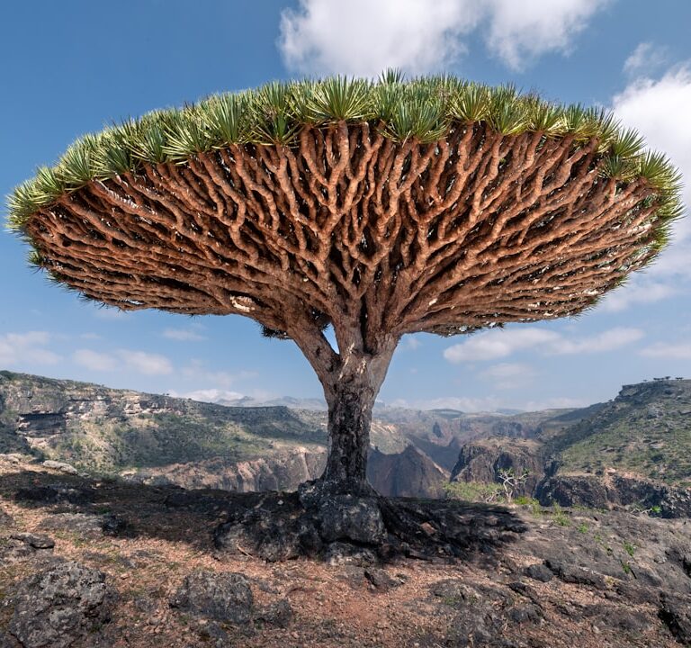 Drachenbaum Natur Allianz