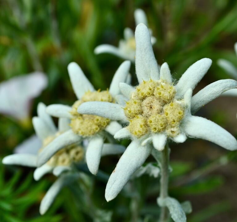 Edelweiß Natur Allianz