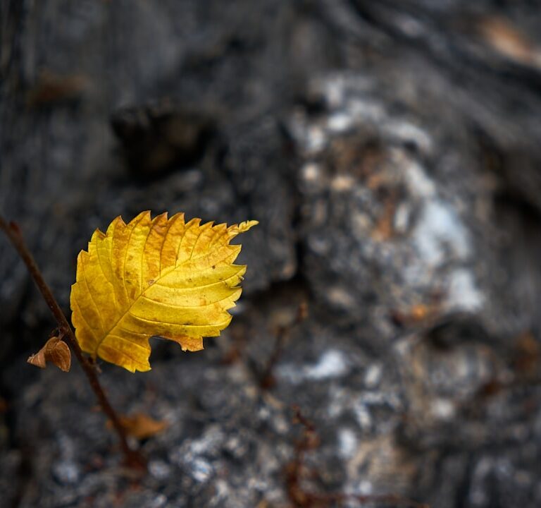 Einblatt Natur Allianz