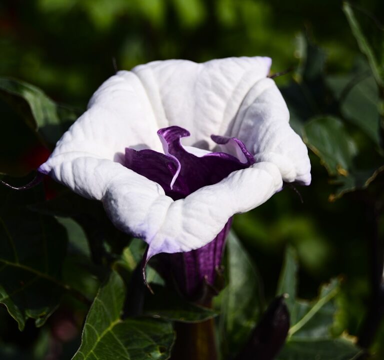 Engelstrompete Natur Allianz