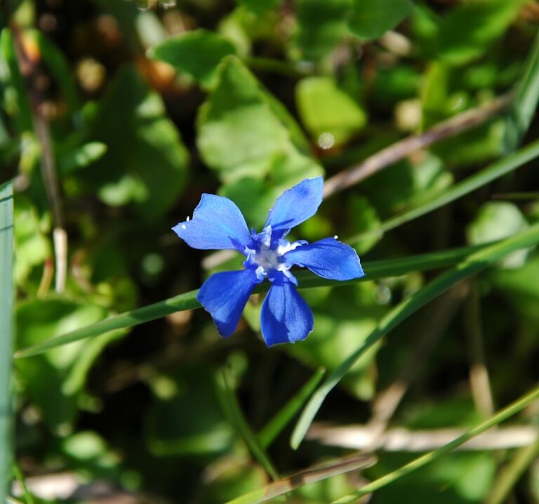 Enzian Natur Allianz