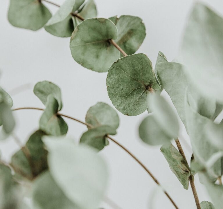 Eukalyptus Natur Allianz