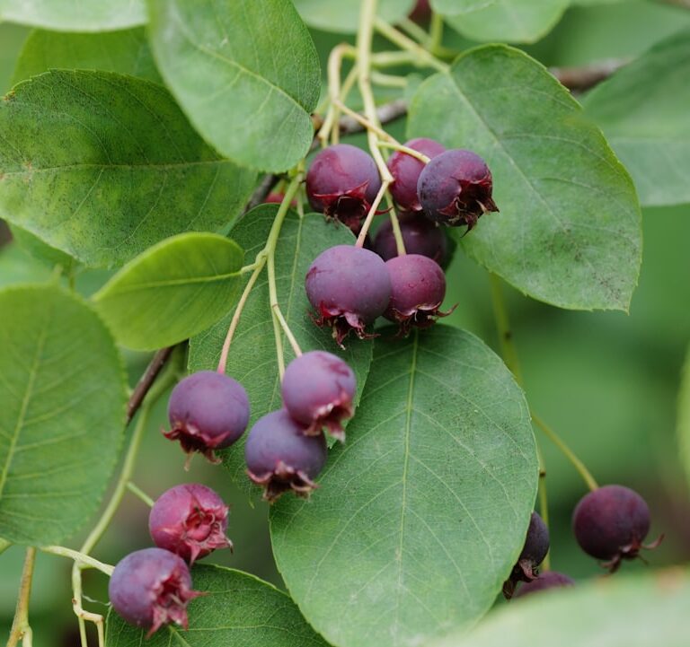 Felsenbirne Natur Allianz