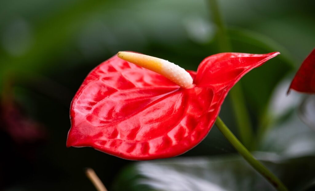 Flamingoblume Natur Allianz