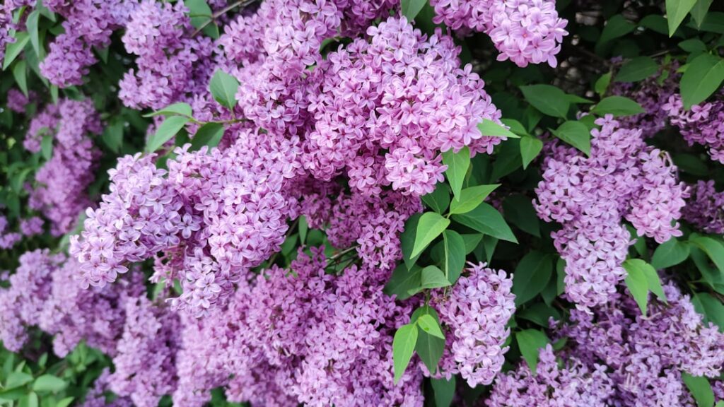 Flieder Natur Allianz