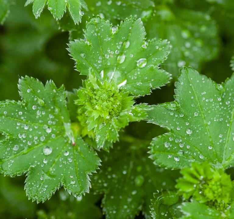 Frauenmantel Natur Allianz