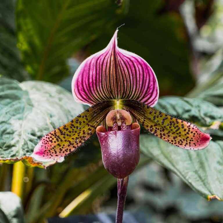 Frauenschuh Natur Allianz