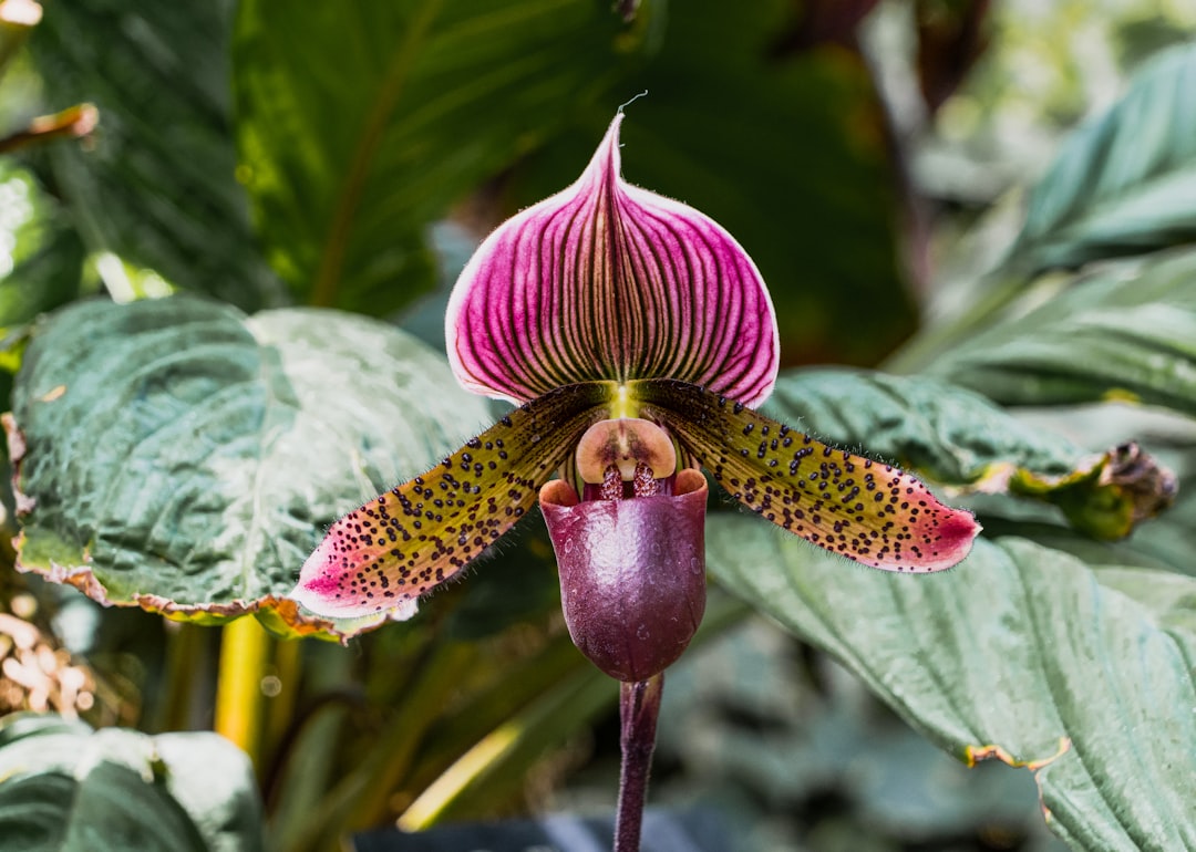 Pflege Orchidee Frauenschuh