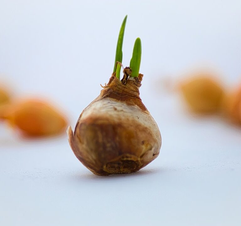 Frühlingsblumenzwiebeln Natur Allianz