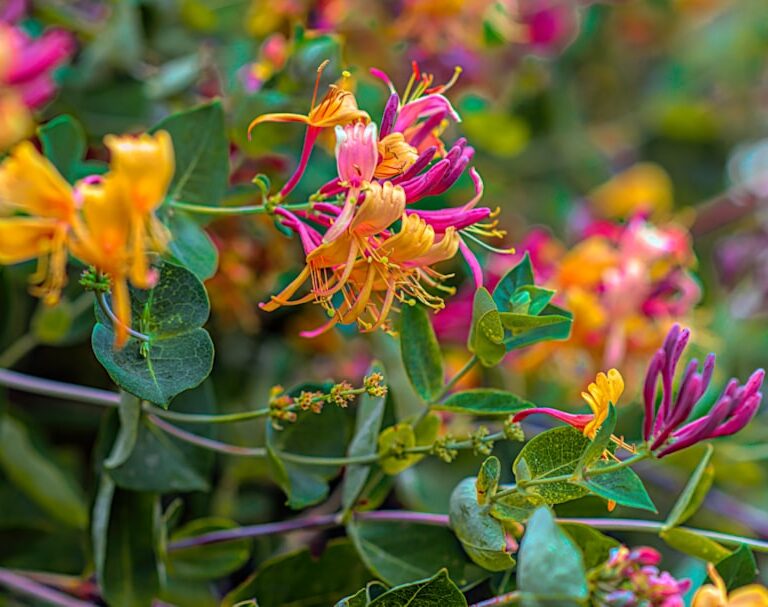 Geißblatt Natur Allianz