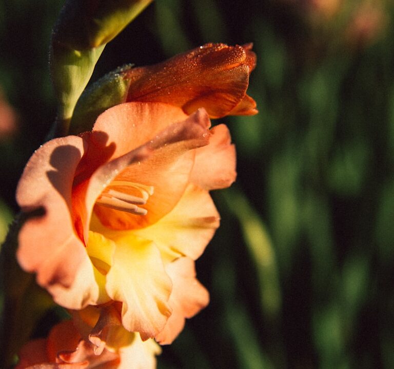 Gladiolen Natur Allianz