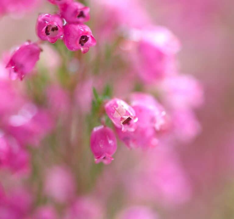 Glockenheide Natur Allianz
