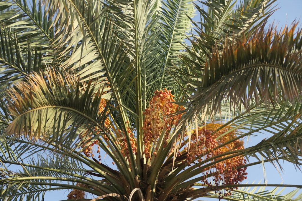 Goldfruchtpalme Natur Allianz