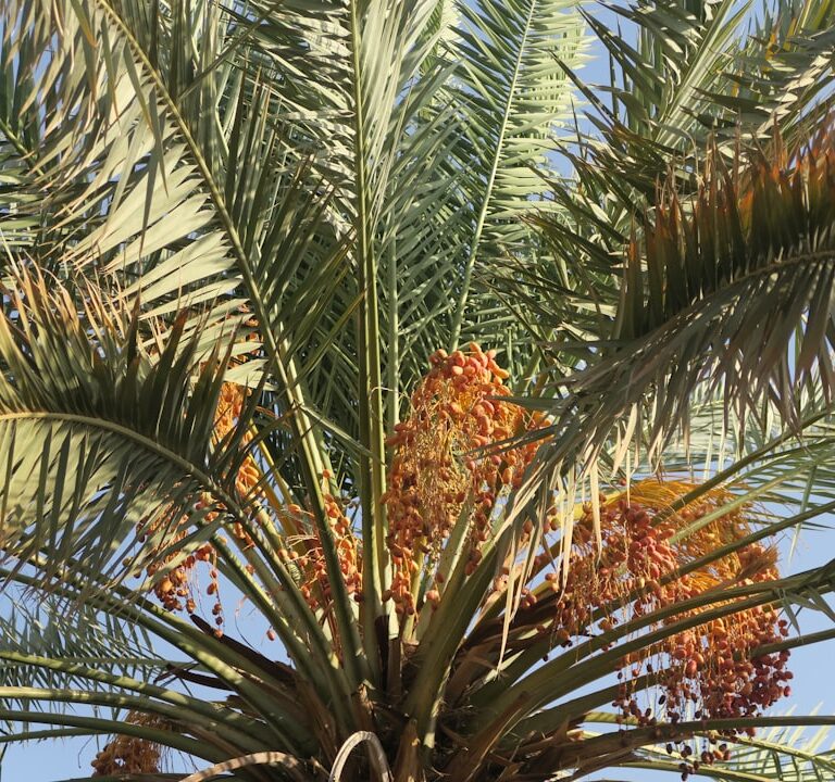 Goldfruchtpalme Natur Allianz