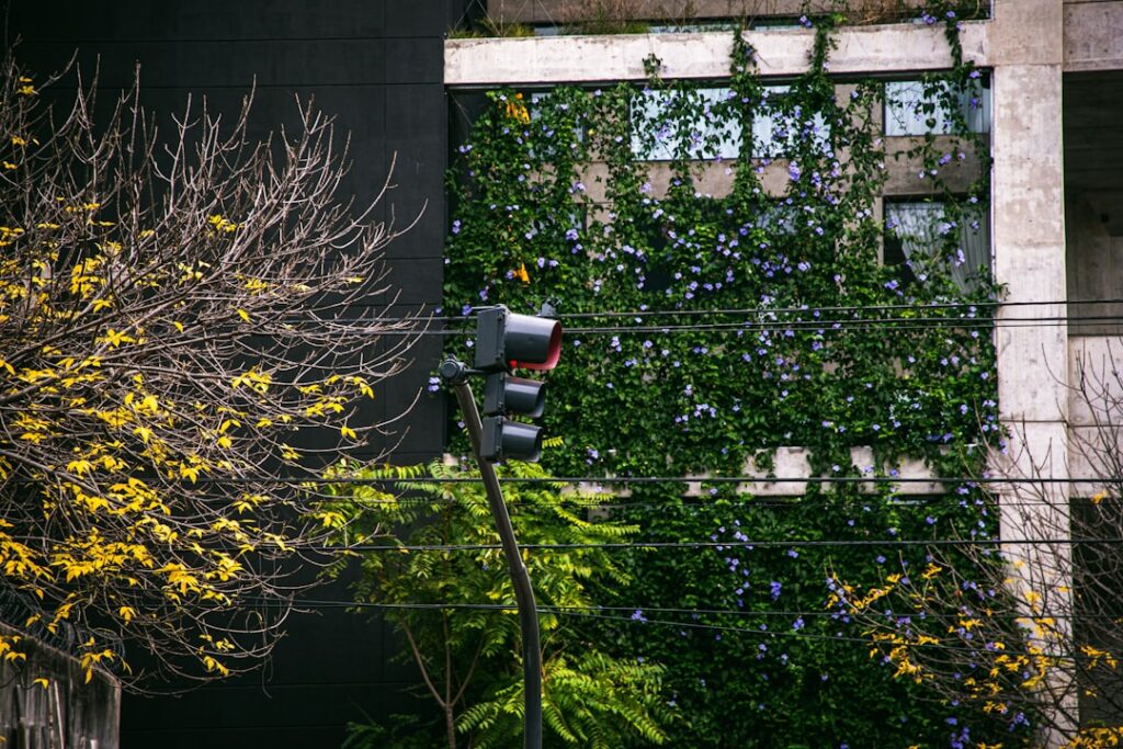 Goldlack Natur Allianz