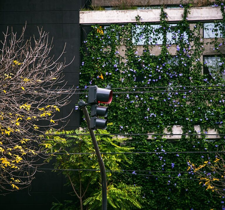 Goldlack Natur Allianz