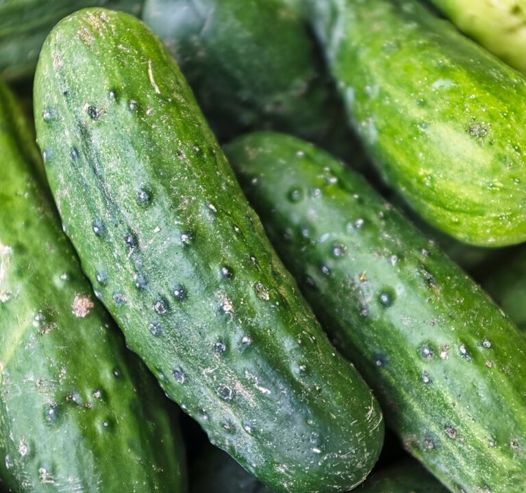 Gurken Natur Allianz