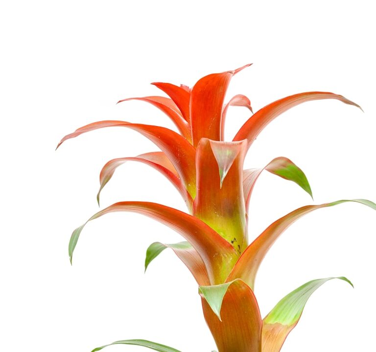 Guzmania Natur Allianz