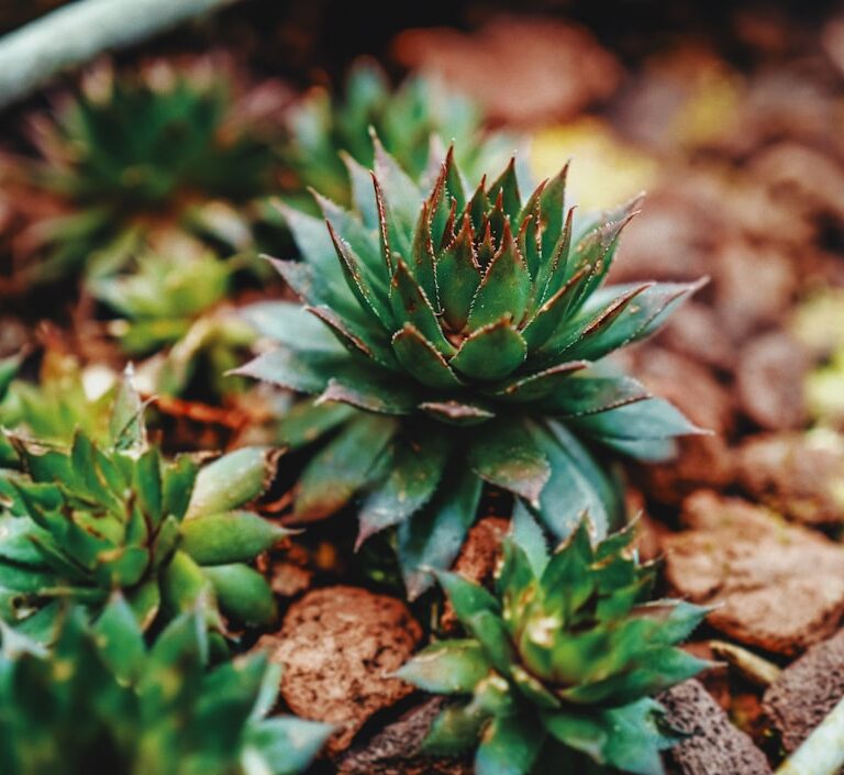 Hauswurz Natur Allianz