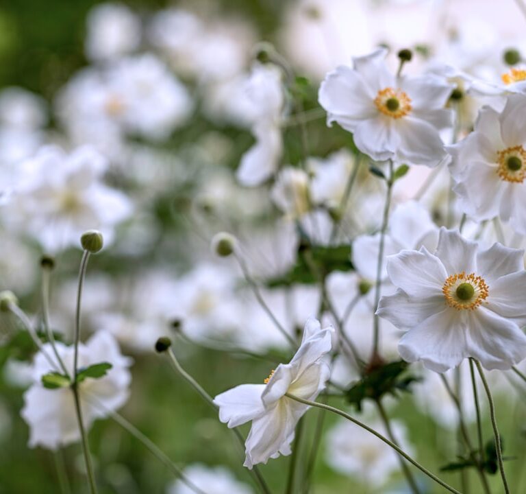 Herbst Anemone Natur Allianz