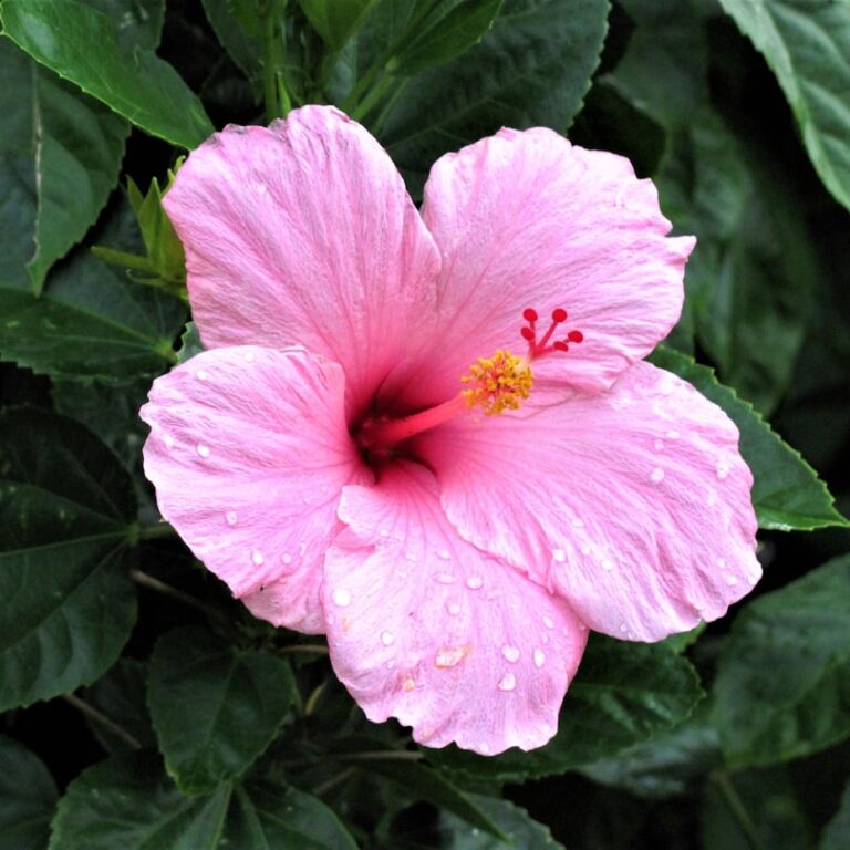 Hibiskus Natur Allianz