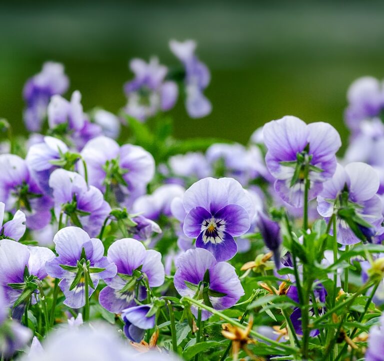 Hornveilchen Natur Allianz