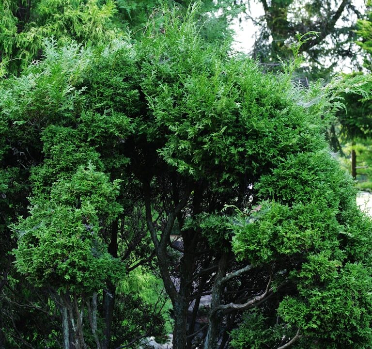 Immergrüner Spindelstrauch Natur Allianz