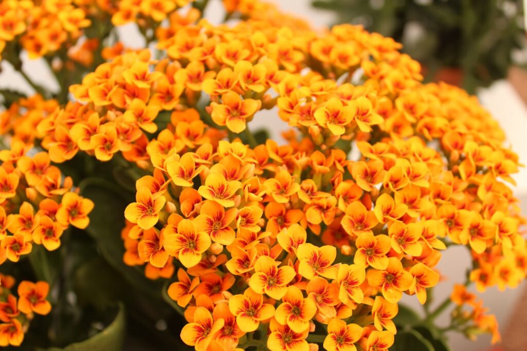 Kalanchoe Natur Allianz