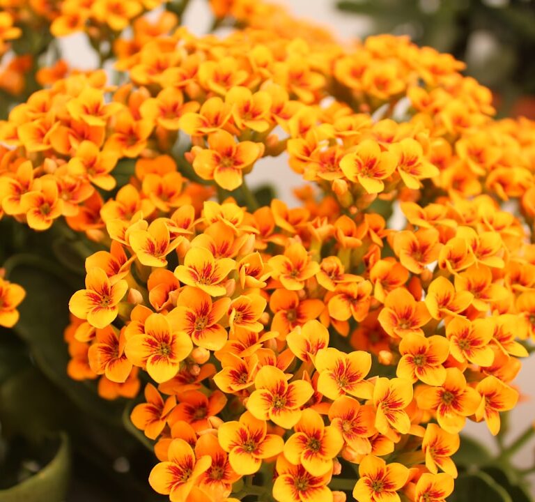 Wissen Natur Allianz