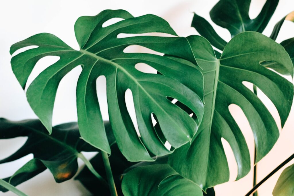 Monstera Natur Allianz
