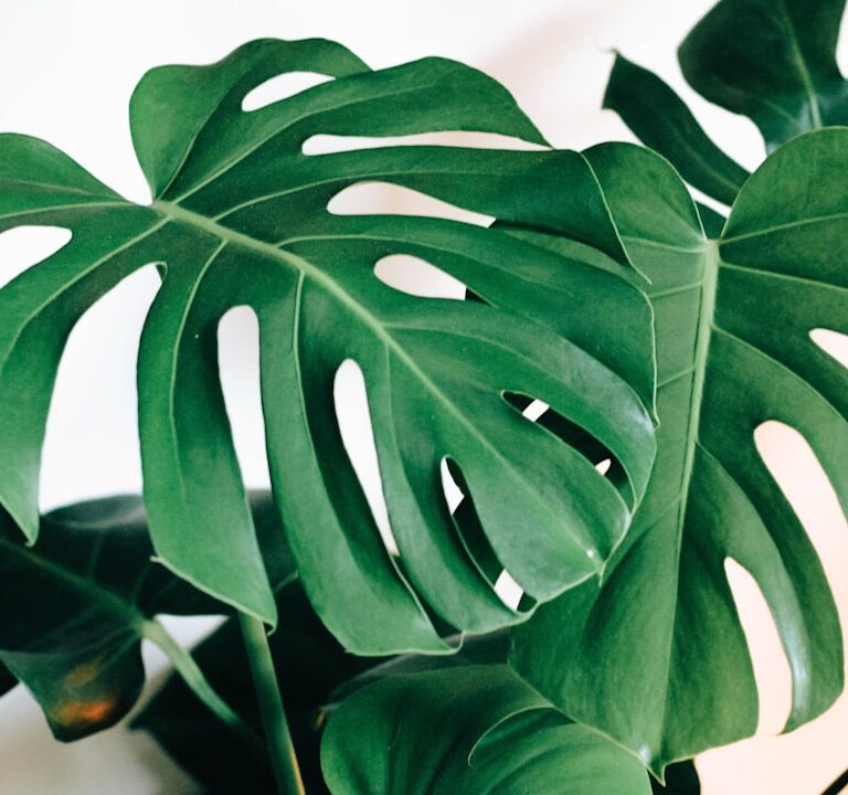 Monstera Natur Allianz