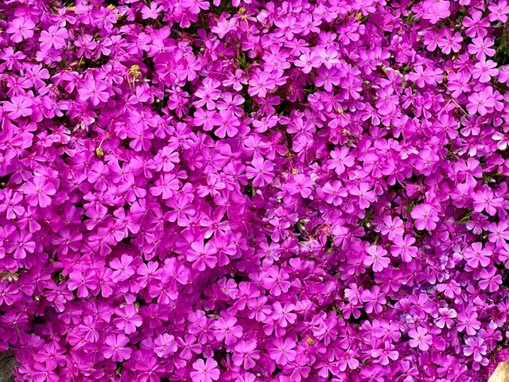 Phlox Natur Allianz