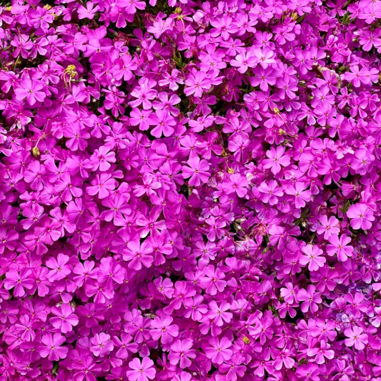 Phlox Natur Allianz
