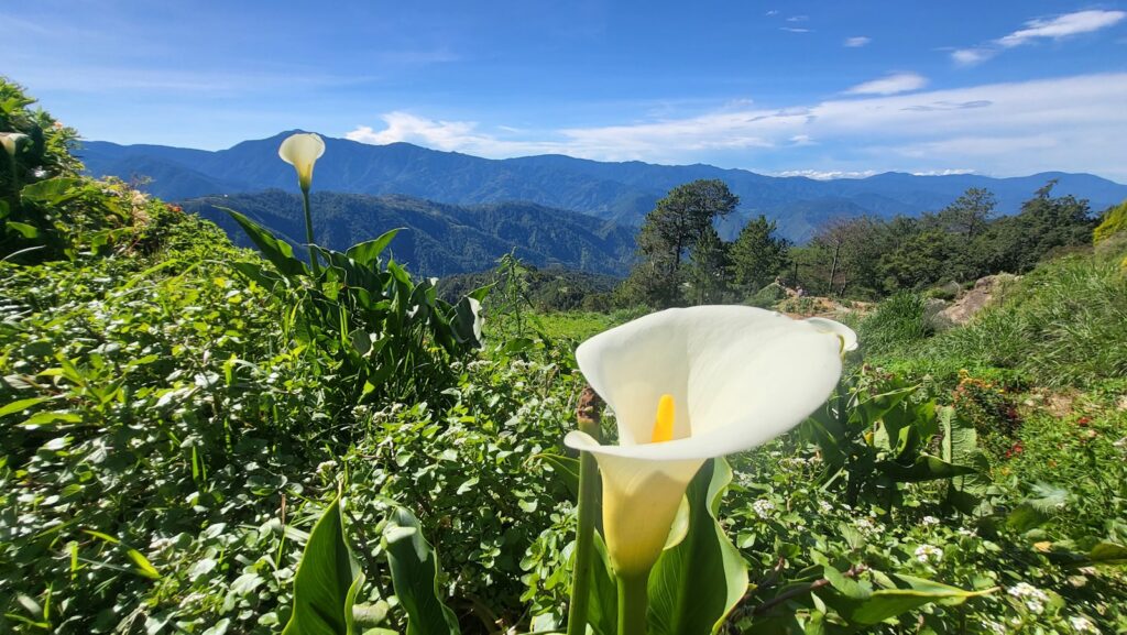 Calla