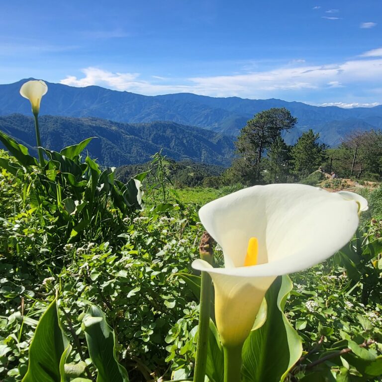 Calla
